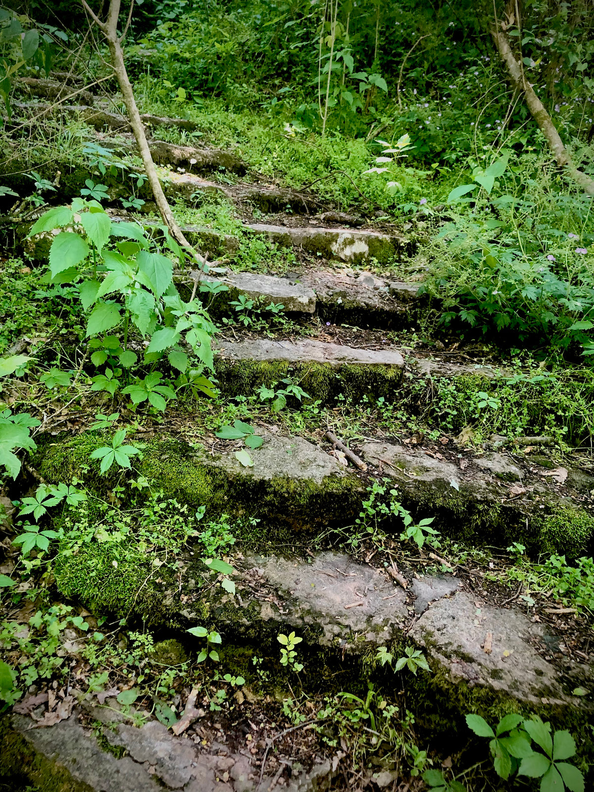 Stairs in Woods Photography Semi-Glossy Paper 8x10